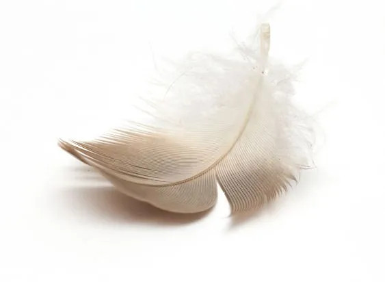 feather